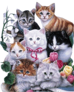 Bonjour chats
